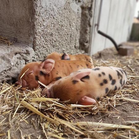 Hannekenbuurs Kleine Kune Kune Farm Weeze Exterior foto