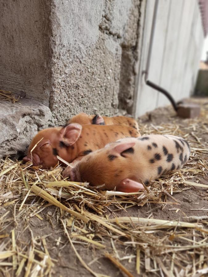Hannekenbuurs Kleine Kune Kune Farm Weeze Exterior foto
